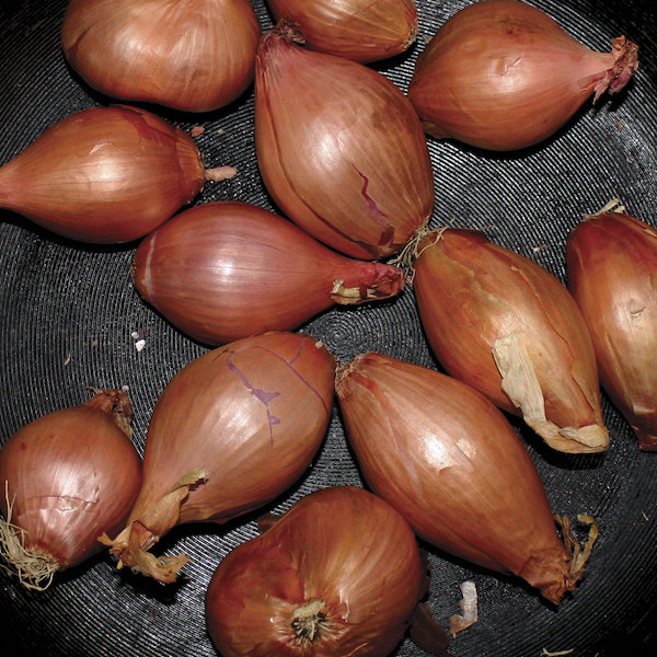 Ty Segall: Fried Shallots EP (2017)